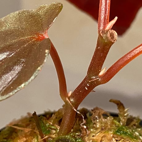 Begonia Rec3 [K0619-f1]