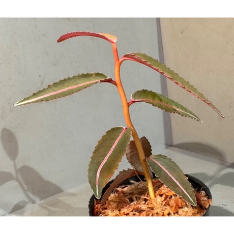 Labisia sp. from Kapuas hulu Kalimantan barat