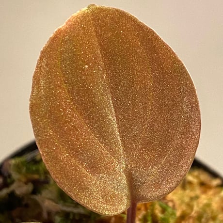 Homalomena sp. from Solok sumatera [LA0315-2]