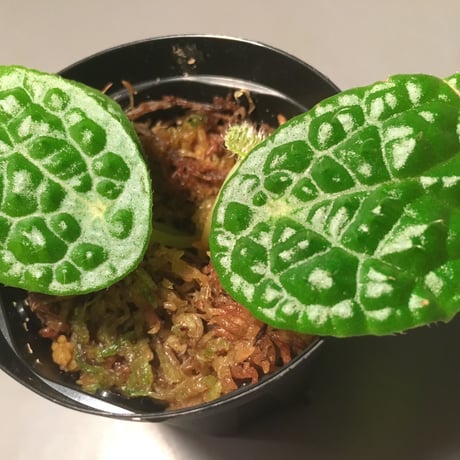 Begonia microsperma from Cameroon