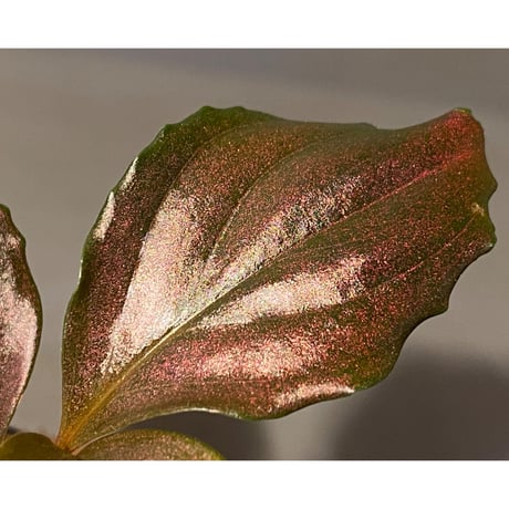 Rhodospatha sp. from Ecuador [tanakay]