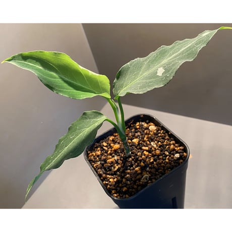 Aglaonema pictum from Sumatera A3 [TK080918]