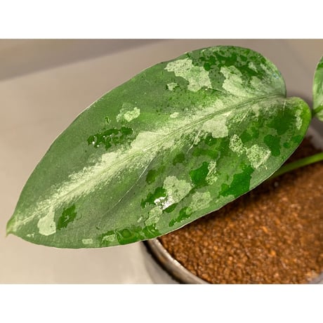 Aglaonema pictum A "しるば〜らいん" from Aceh sumatera [LA0315-04j]