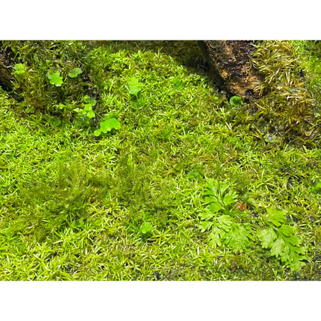 Moss from Ipoh State Malaysia