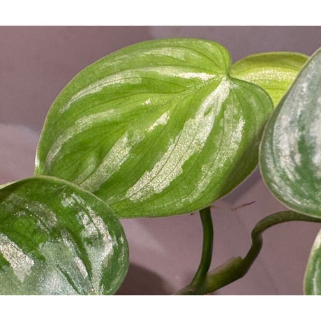 Philodendron sp. from Ecuador