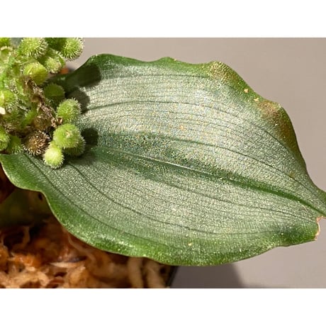 Floscopa elegans from Ecuador