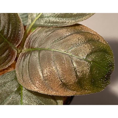 Ophiorrhiza sp. from Papua Barat [LA0319-01]
