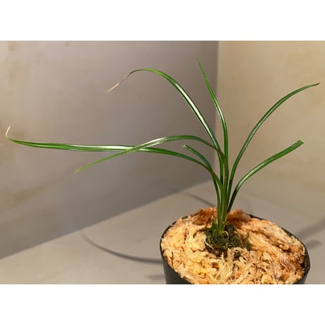 Mapania sp. from "Nanga pinoh" Melawi Kalimantan barat [TB]