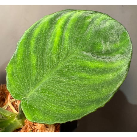 Homalomena sp. from Aceh Sumatera
