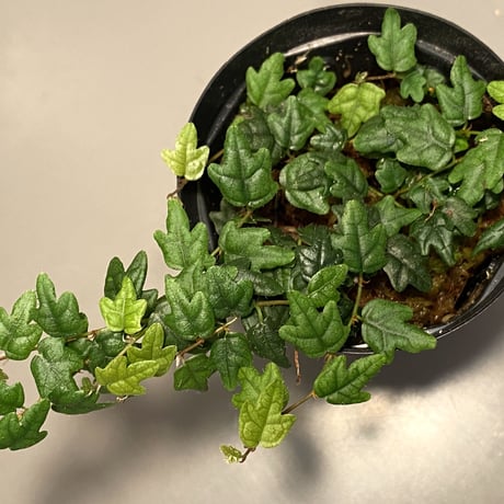 Ficus thunbergii Maxim. from Mie Japan (ヒメイタビ 三重産)