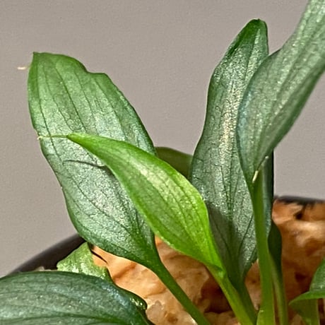 Homalomena sp. White leaf from "Pendang" Kal tengah [TB]