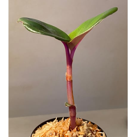 Geogenanthus ciliatus from Ecuador [tanakay]