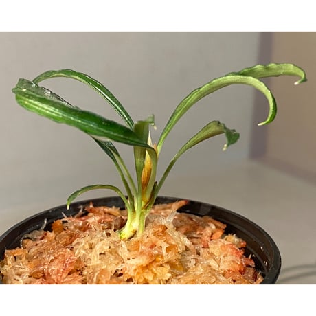Burttianthus velutandrus "Bintulu" Sarawak [TB]