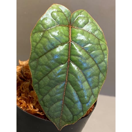 Pterisanthes sp. from Sabah-1 [R0515-01a]