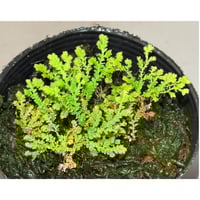 Selaginella sp. from Prachuap Khiri Khan Thailand