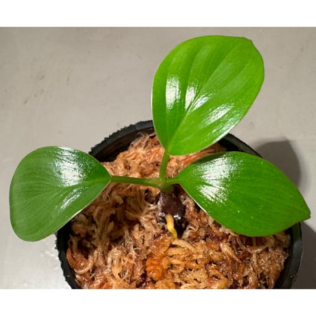 Homalomena sp. "Green widow" BNN from Sibolga timur [AZ0823-11]
