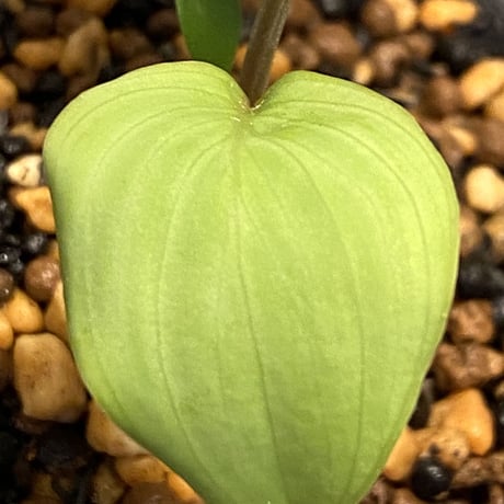 Homalomena sp. Aceh Silver from Aceh sumatera [LA0613-00]