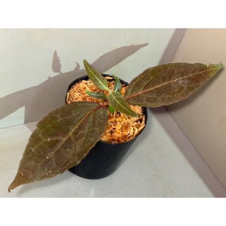謎草 from Iquitos Peru [tanakay]