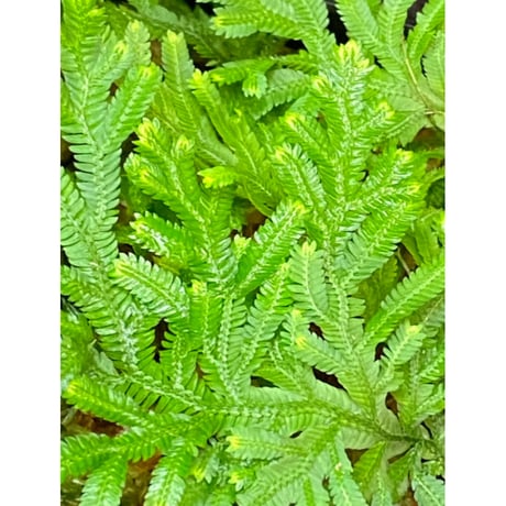 Selaginella biformis [STRINGE PLANTS]
