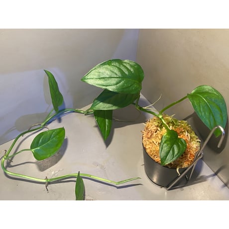 Phylodendron sp. from Iquitos Peru [tanakay]
