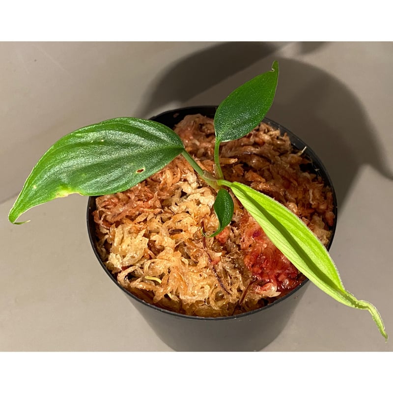 ホマロメナsp蛟【LA0318-02】