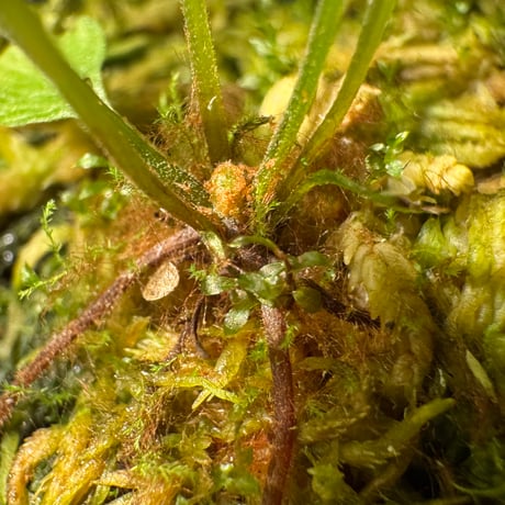 Thelypteris pinnatifida from Colombia [LA0316-03]