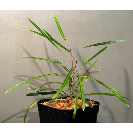 Codiaeum peltatum ニューカレドニア 中央山脈 標高600m付近 [KSB]
