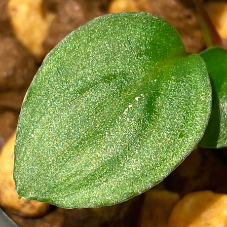 Homalomena sp. from Tambunan [TK200217]