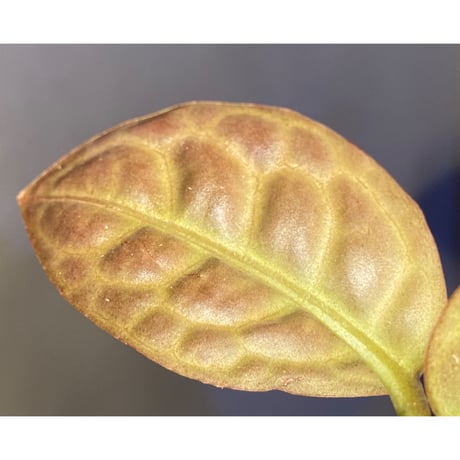 Ardisia sp. "Turtle Back" from Borneo