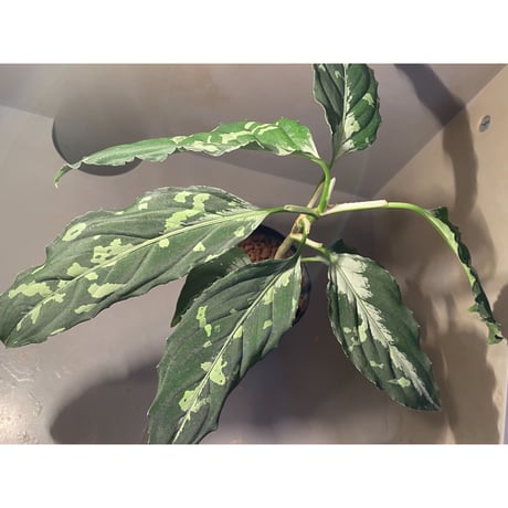 Aglaonema pictum JW1808 from Lebong  Bengkulu [TB]