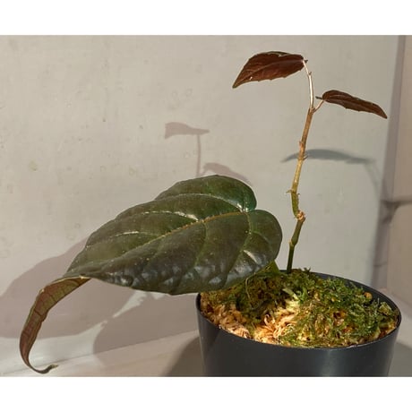 Pterisanthes sp. from Sidikalang [R0817-01c]