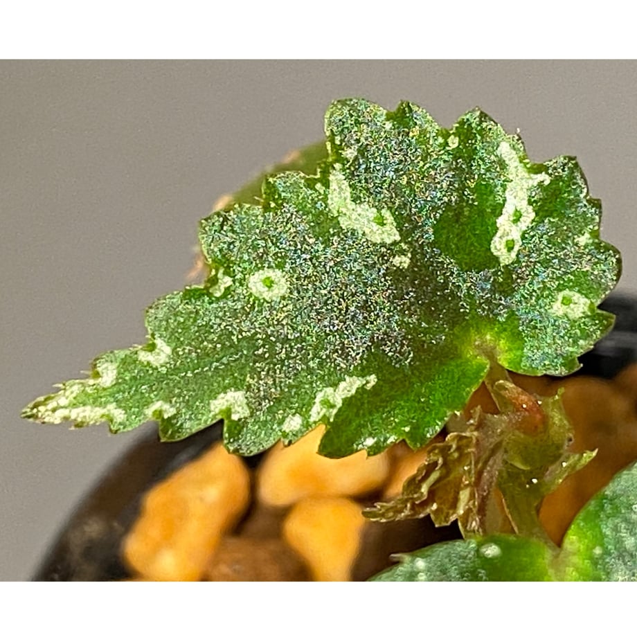 642972d10b53bc006a17f9f4