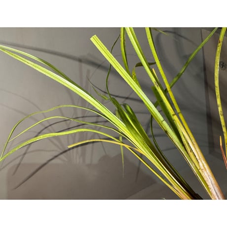 Mapania sp. from "Nanga pinoh" Melawi Kalimantan barat [TB]