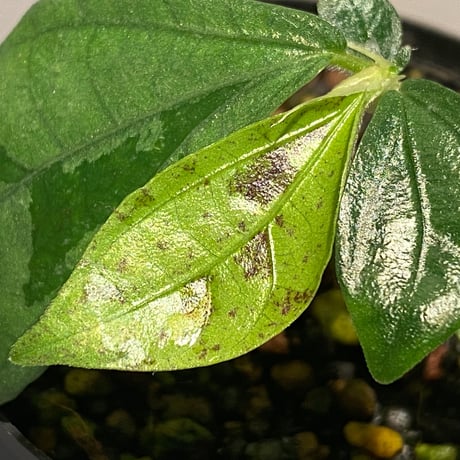 Elatostema sp. from Nopphitam [TK260915]