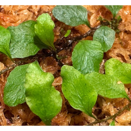Microgramma heterophylla 伊藤蟻植物農園