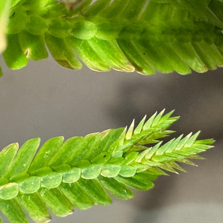 Selaginella sp. from Landak West Kalimantan