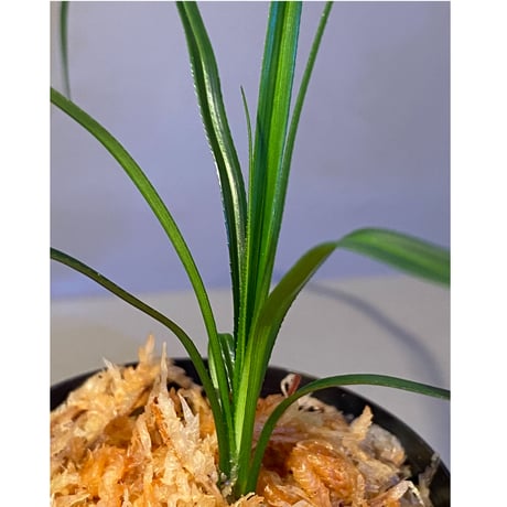 Mapania sp. from "Nanga pinoh" Melawi Kalimantan barat [TB]