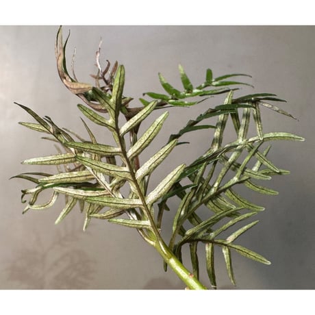 Labisia sp. from Central Papua