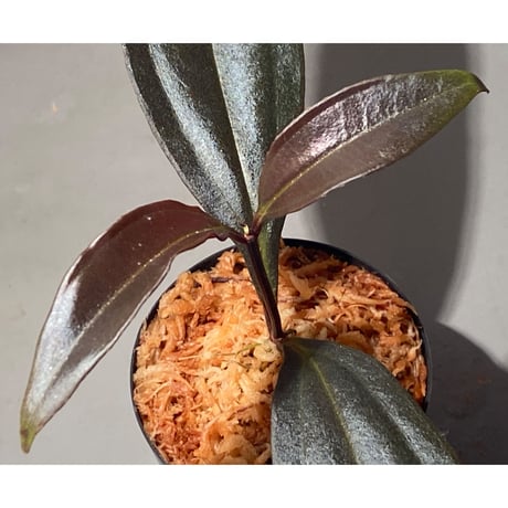Medinilla sp. from Irian Jaya Papua