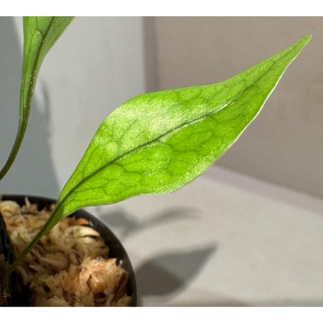Microsorum sp. "Timika" Papua [TB]
