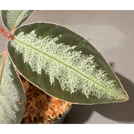 Ardisia sp. "Light Saber"