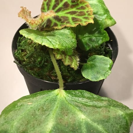 Begonia sp. from Sumpur [TK031117]