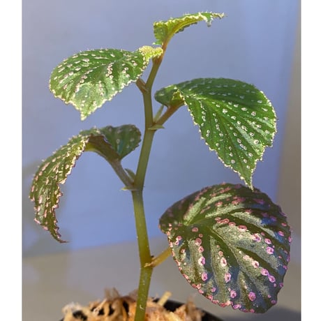 Begonia sp. from Saripoi [LA0813-2]