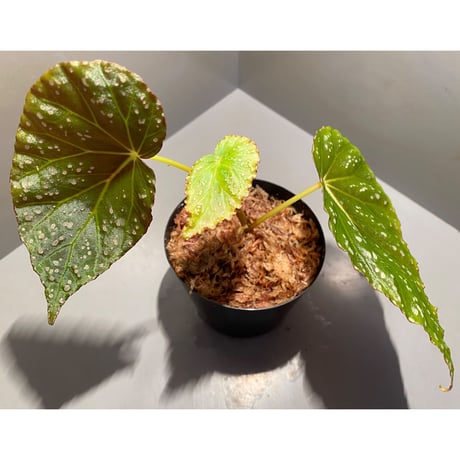 Begonia sp. from Aceh sumatera [LA1115-01T]