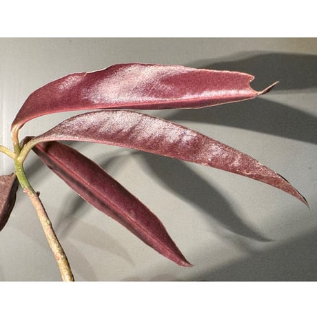 Labisia sp. from Landak West Kalimantan