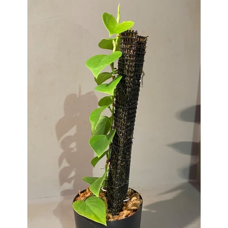 Philodendron sp. from Iquitos Peru [tanakay]