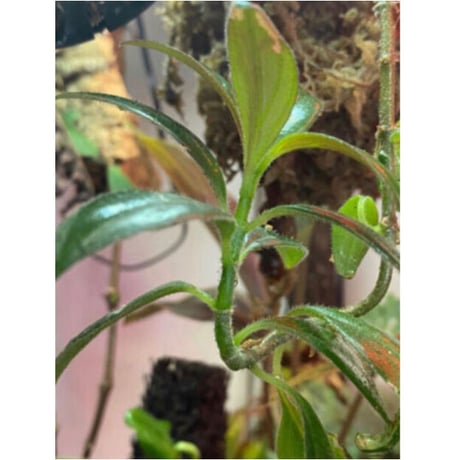 Columnea cf. crassifolia from Colombia [LA0316-03-f1]