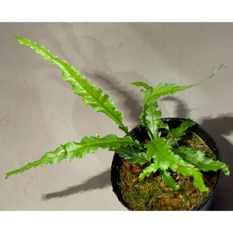 Microsorum sp. "Short Dragon Tail"
