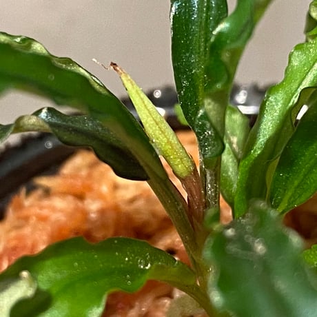 Bucephalandra sp. "MEDUSA"