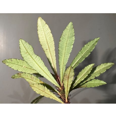 Sauvagesia serrata from West Kalimantan ②